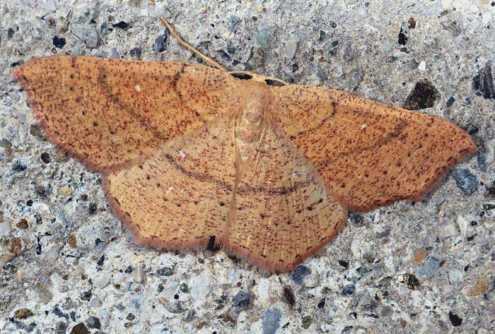 Cyclophora ruficiliaria